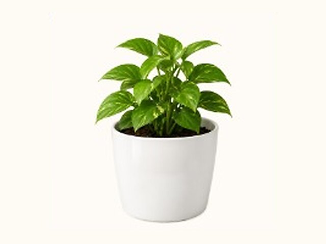 Planter